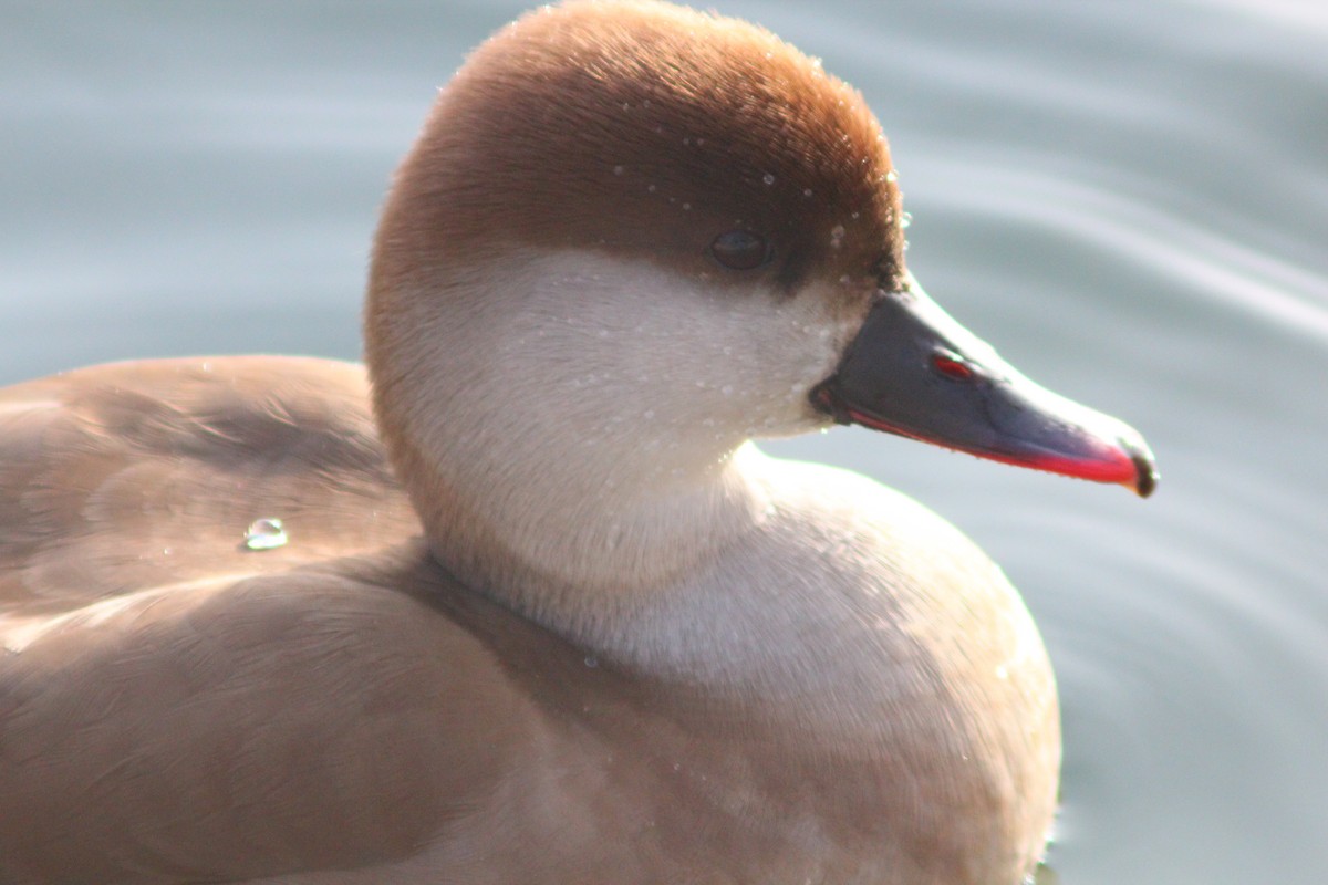 Red-crested Pochard - ML646035408