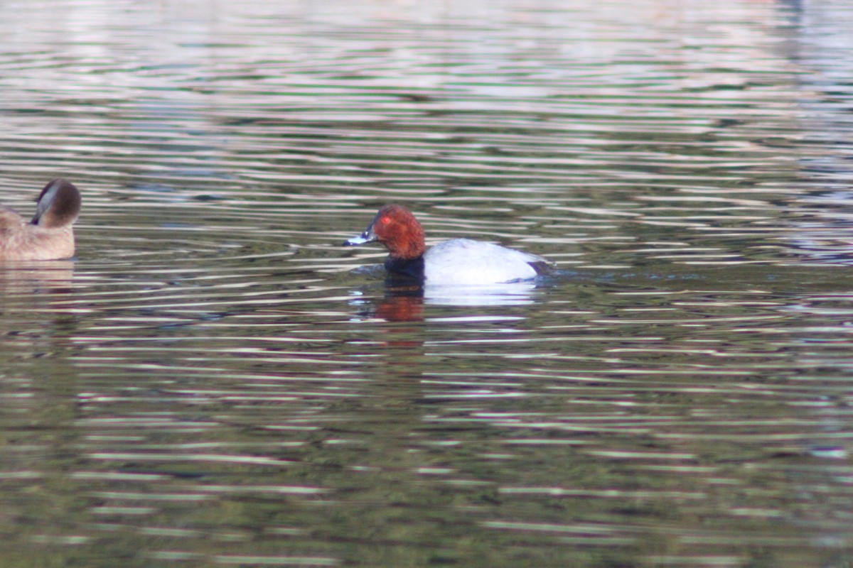 Common Pochard - ML646035412