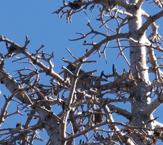 ギンザンマシコ - ML646035413