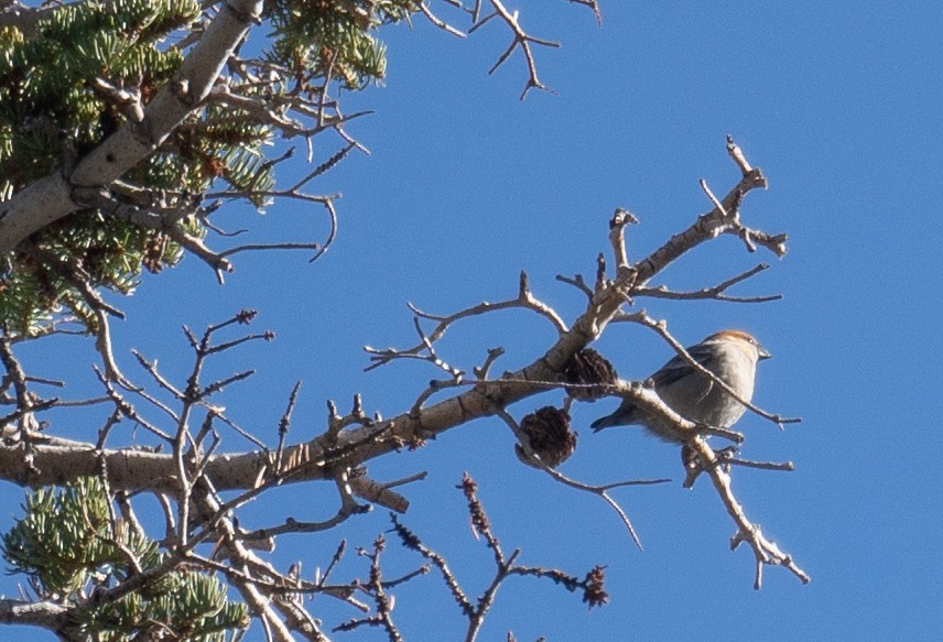 ギンザンマシコ - ML646035414