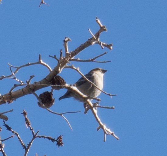 ギンザンマシコ - ML646035415