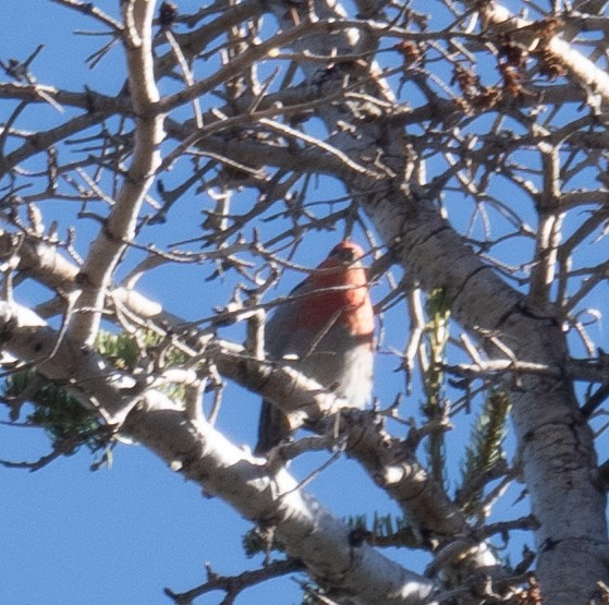 ギンザンマシコ - ML646035416