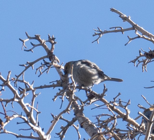 ギンザンマシコ - ML646035417