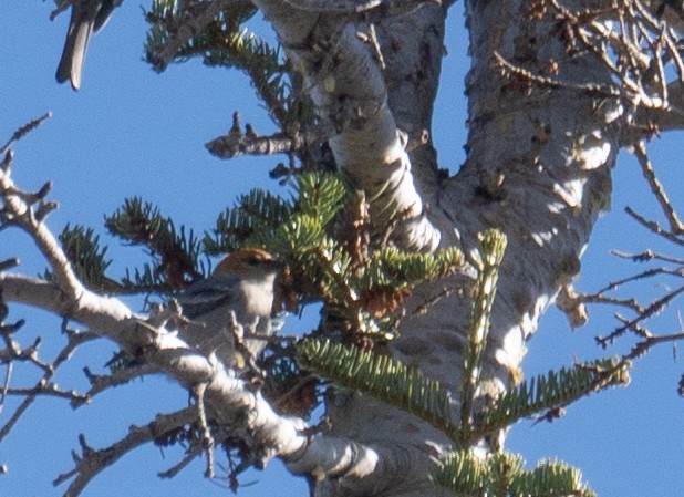 ギンザンマシコ - ML646035418