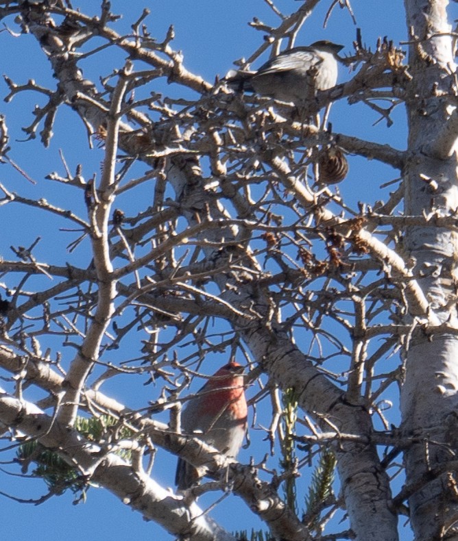 ギンザンマシコ - ML646035419