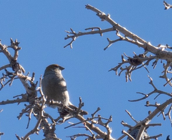 ギンザンマシコ - ML646035420