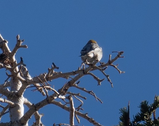 ギンザンマシコ - ML646035421