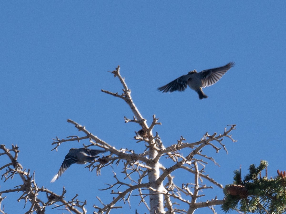 ギンザンマシコ - ML646035422