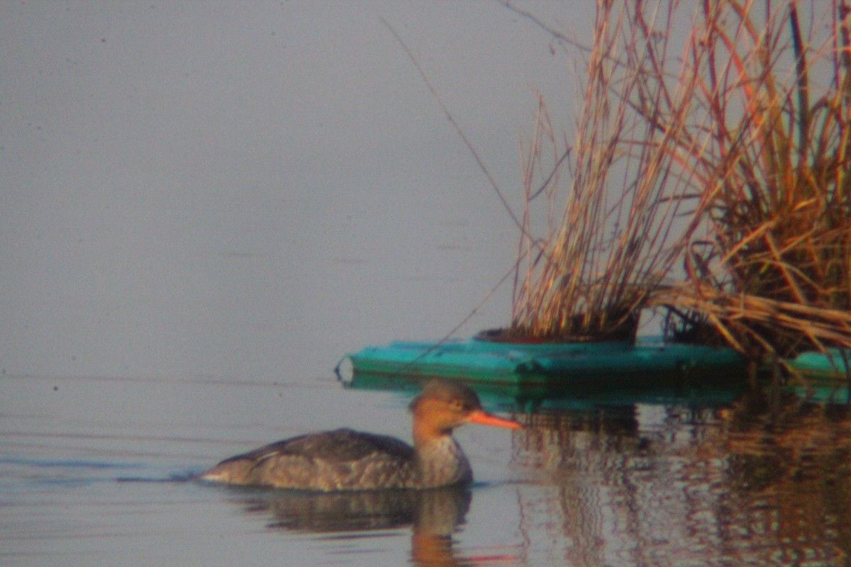 Red-breasted Merganser - ML646035423