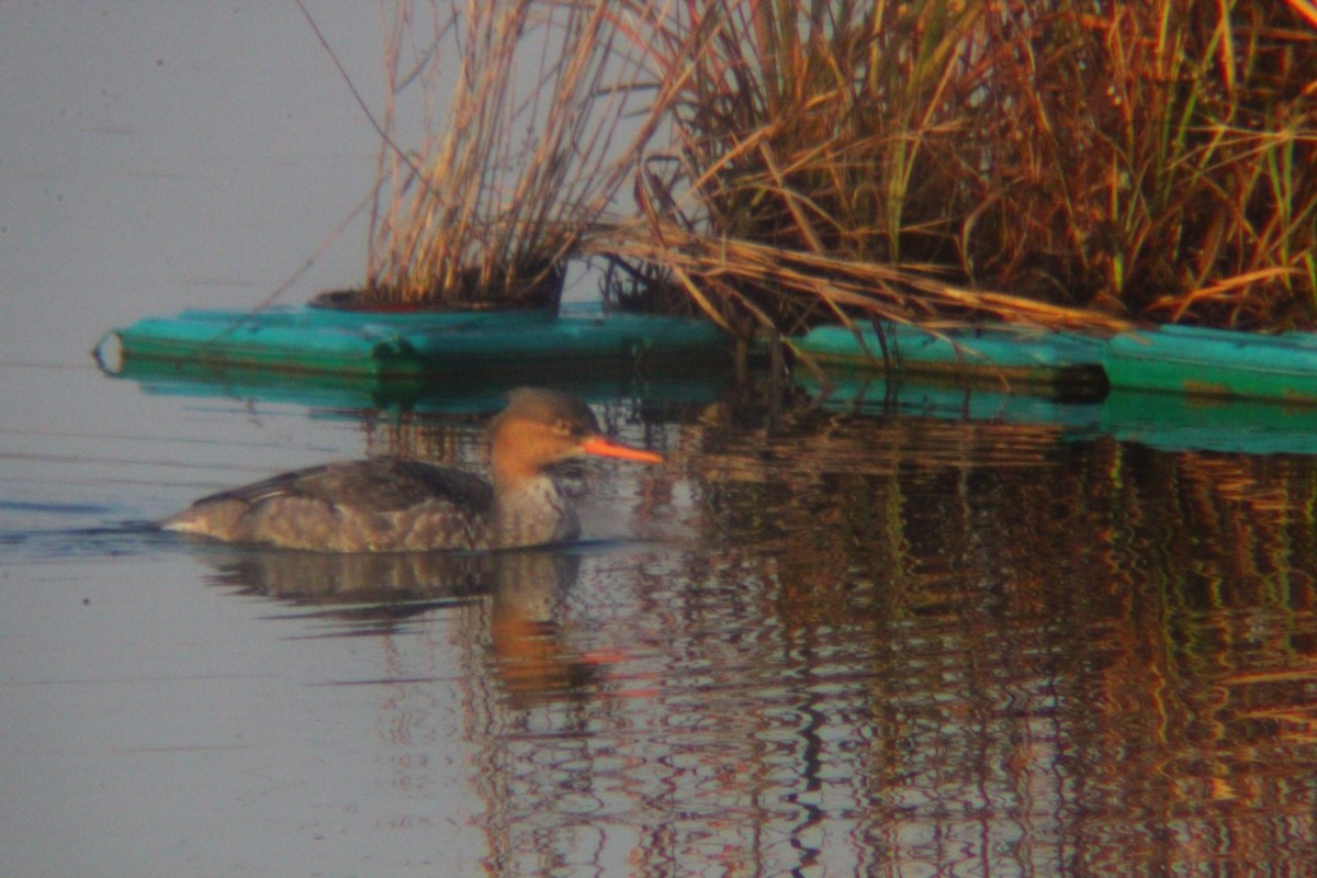 Red-breasted Merganser - ML646035424