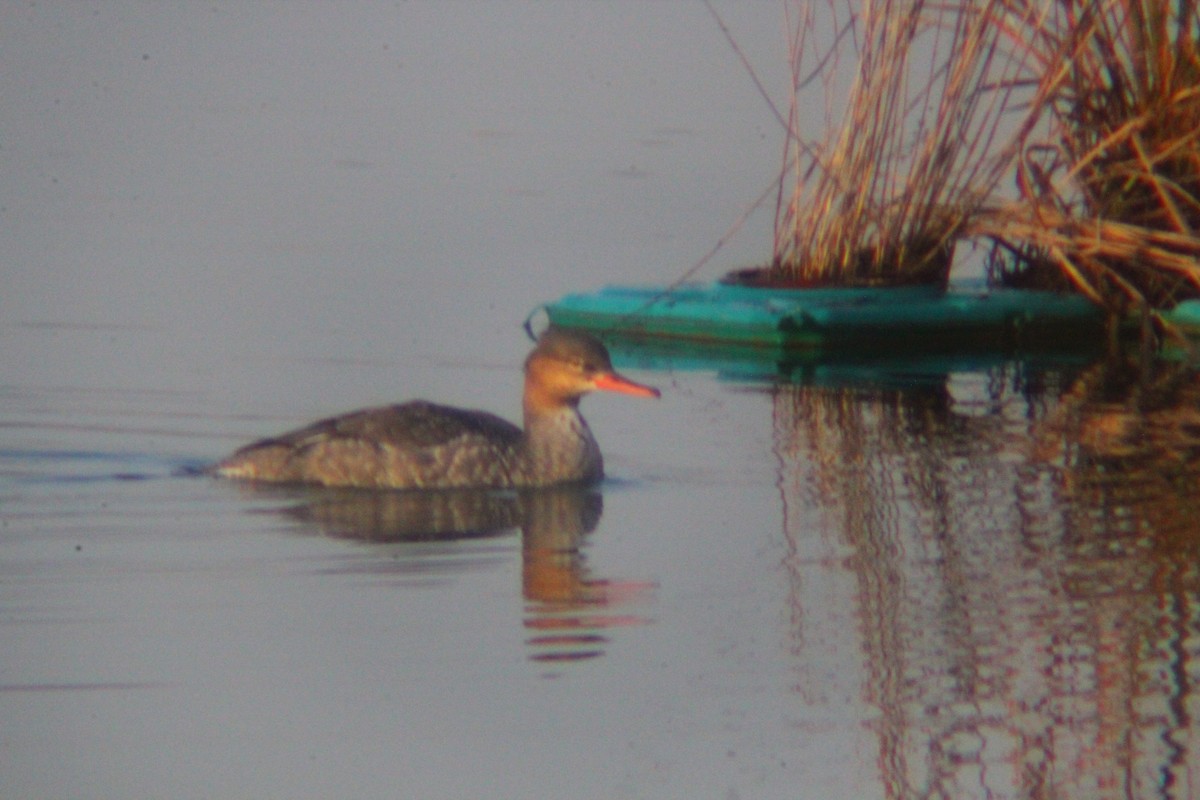 Red-breasted Merganser - ML646035425