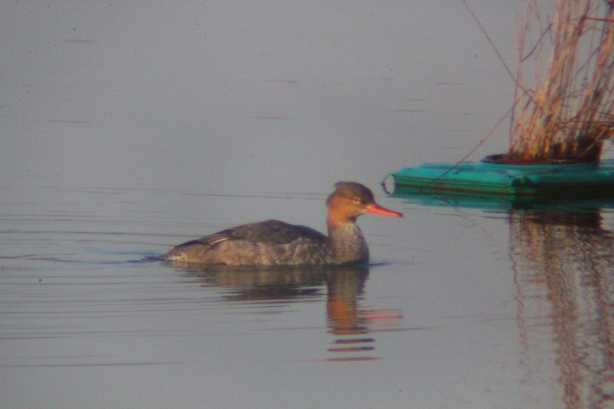 Red-breasted Merganser - ML646035426