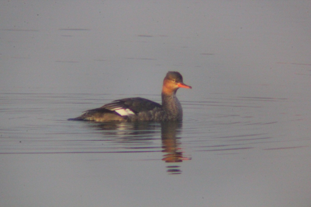 Red-breasted Merganser - ML646035427