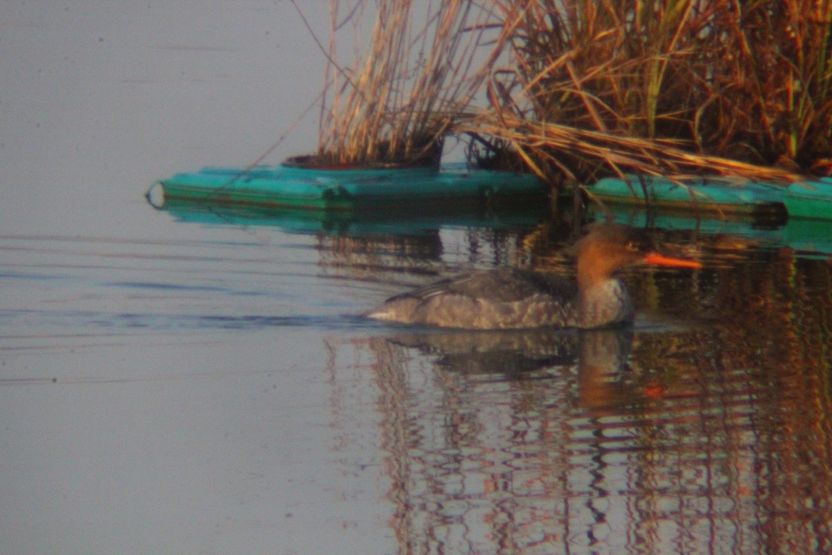 Red-breasted Merganser - ML646035428