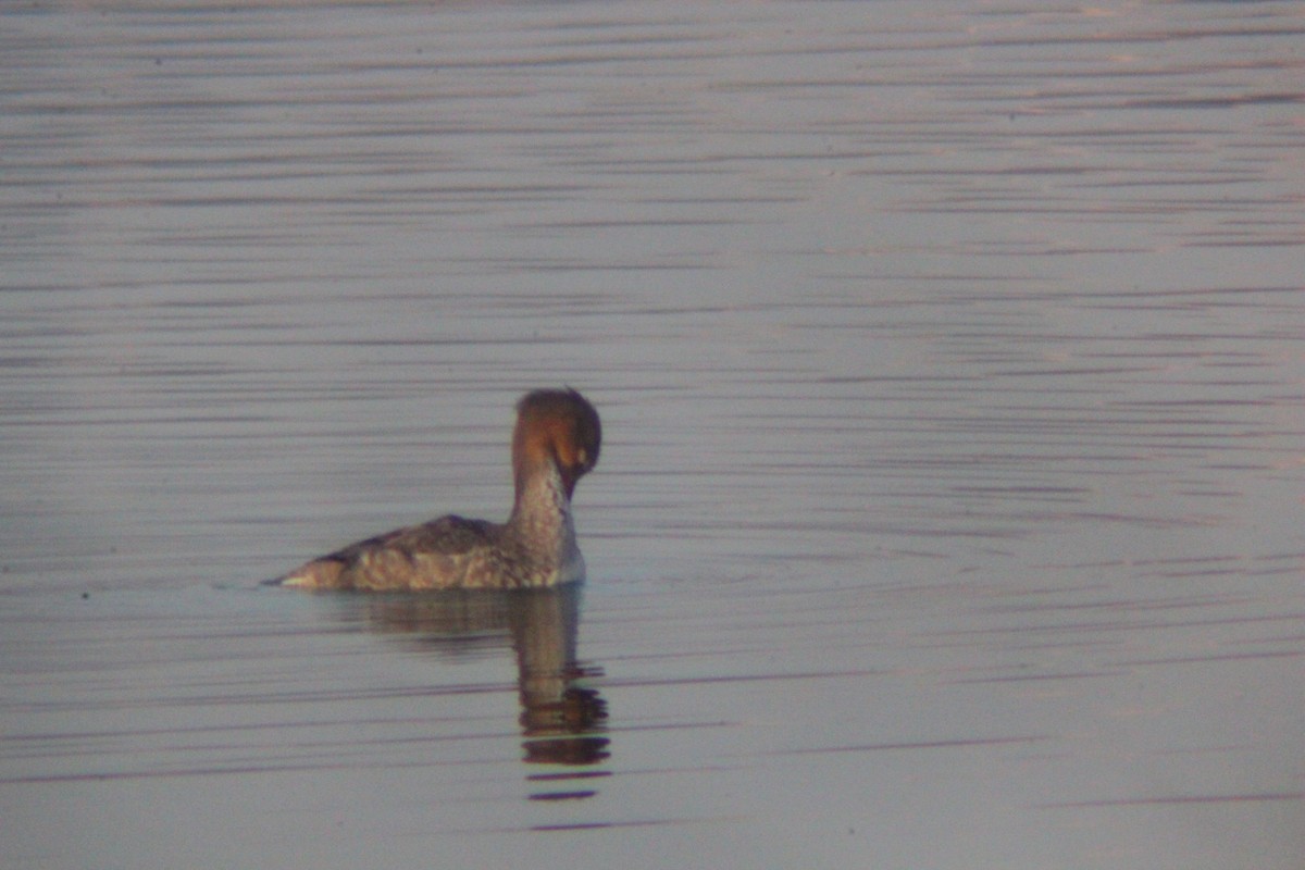 Red-breasted Merganser - ML646035429