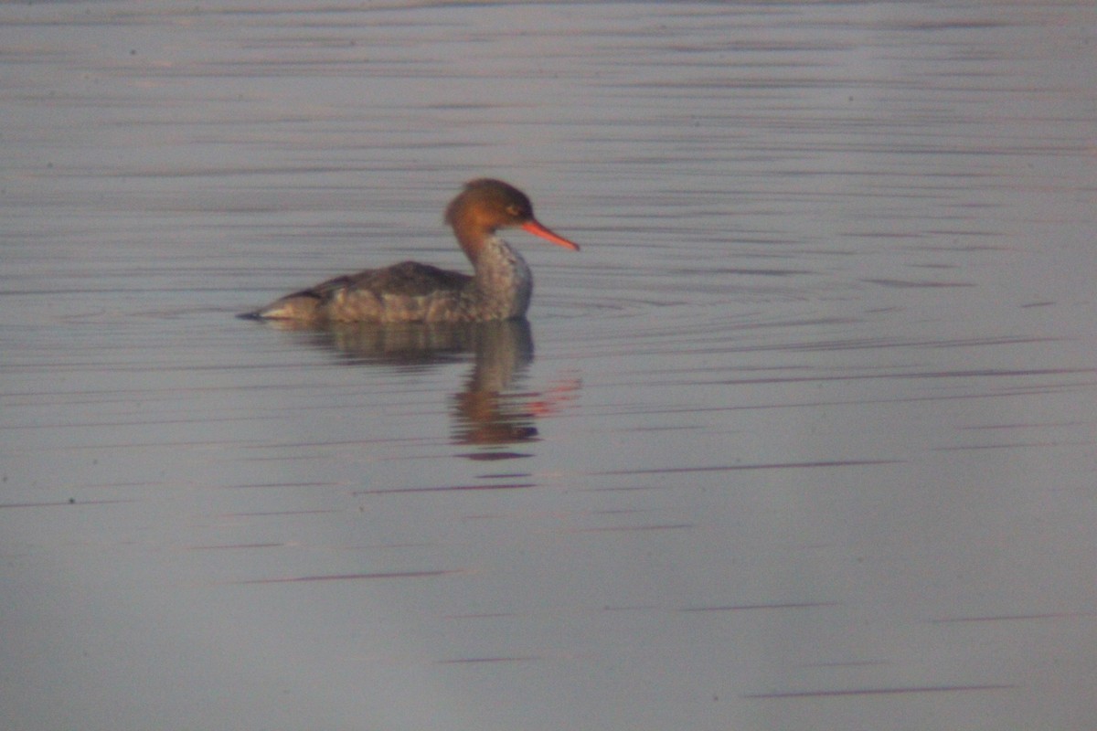 Red-breasted Merganser - ML646035430