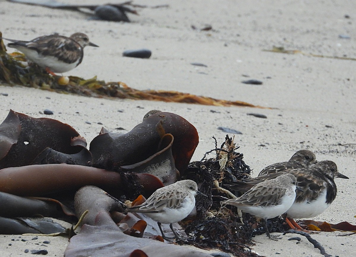 Ruddy Turnstone - ML646035431