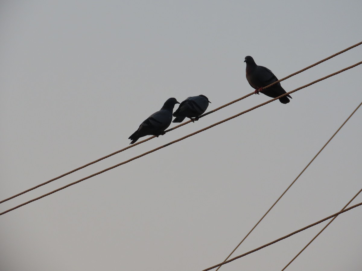 Rock Pigeon (Feral Pigeon) - ML646035432