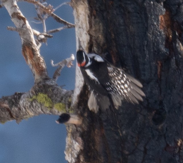 Hairy Woodpecker - ML646035433