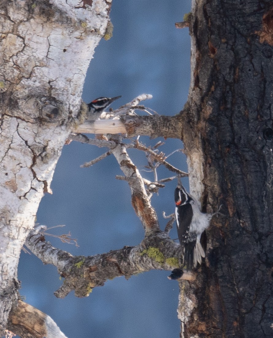 Hairy Woodpecker - ML646035434