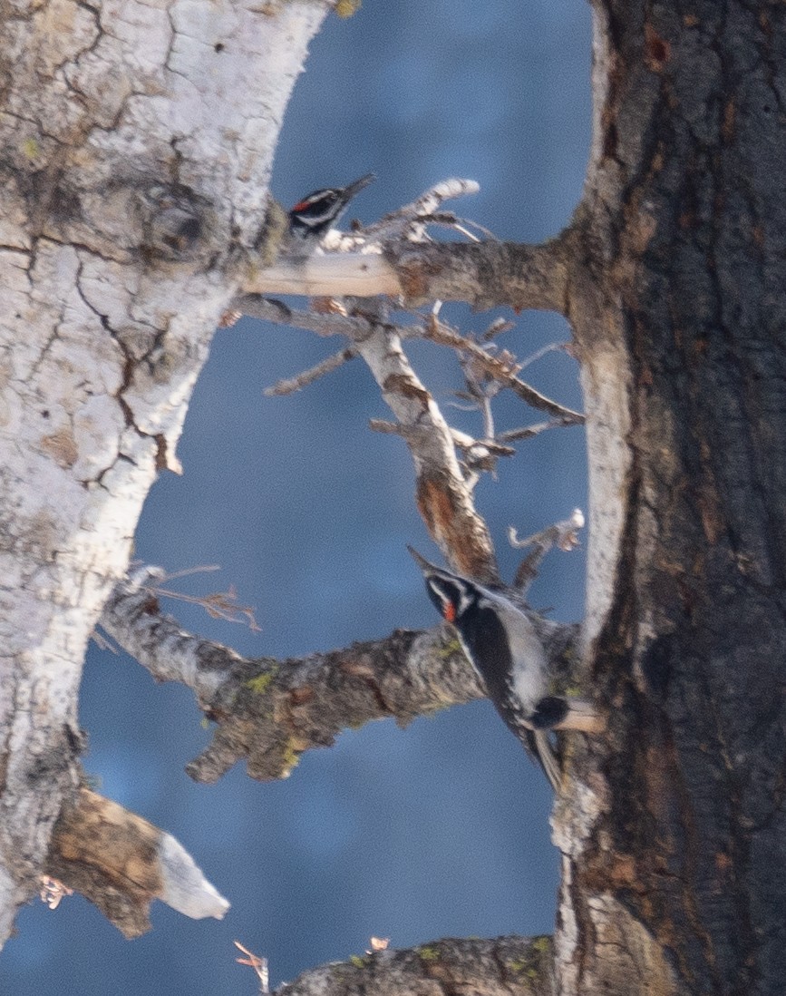 Hairy Woodpecker - ML646035435