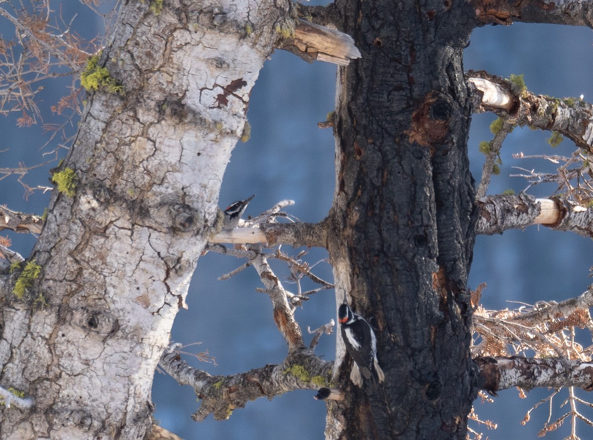 Hairy Woodpecker - ML646035436