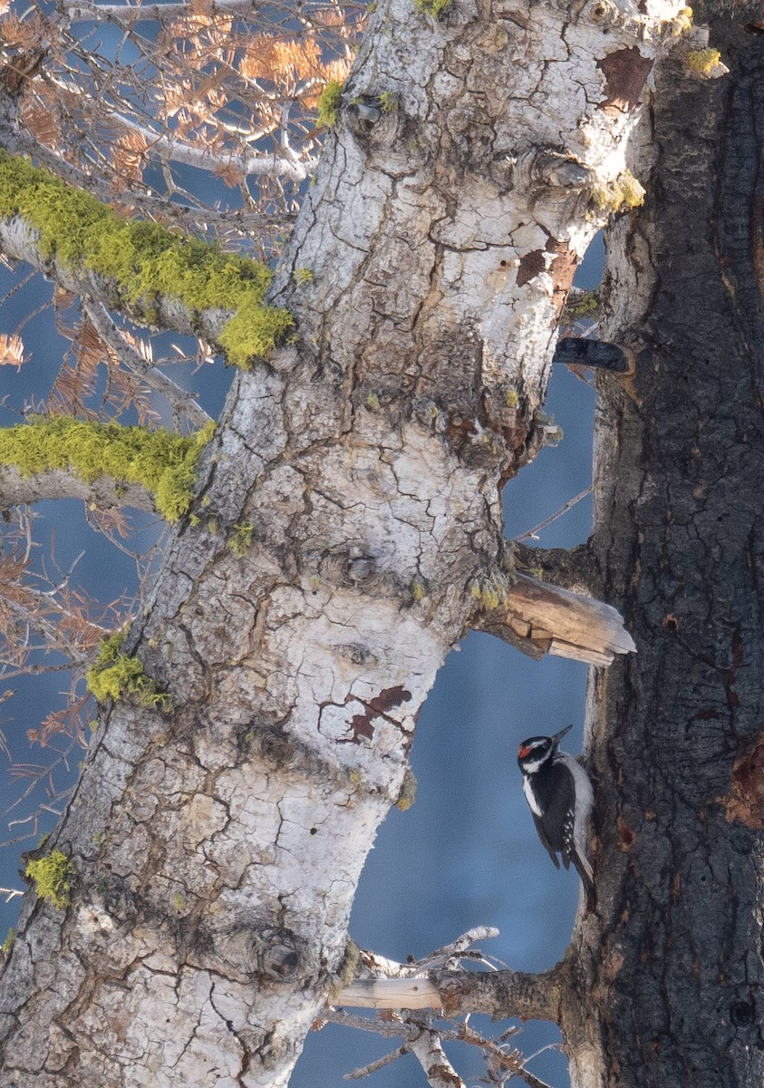 Hairy Woodpecker - ML646035437
