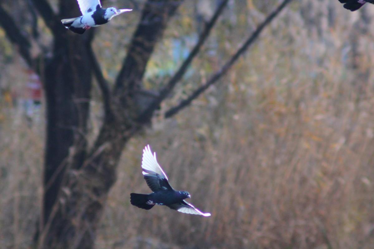 Rock Pigeon (Feral Pigeon) - ML646035438