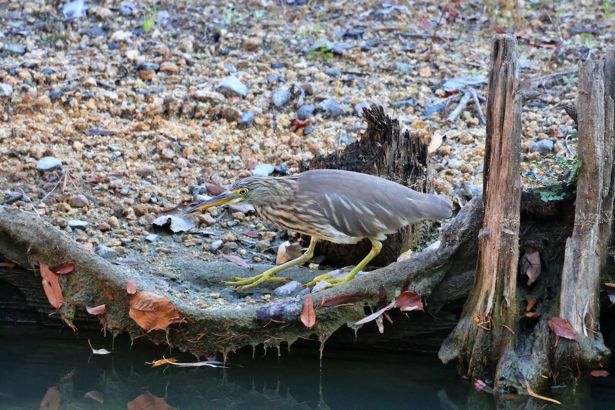 Chinese Pond-Heron - ML646035439