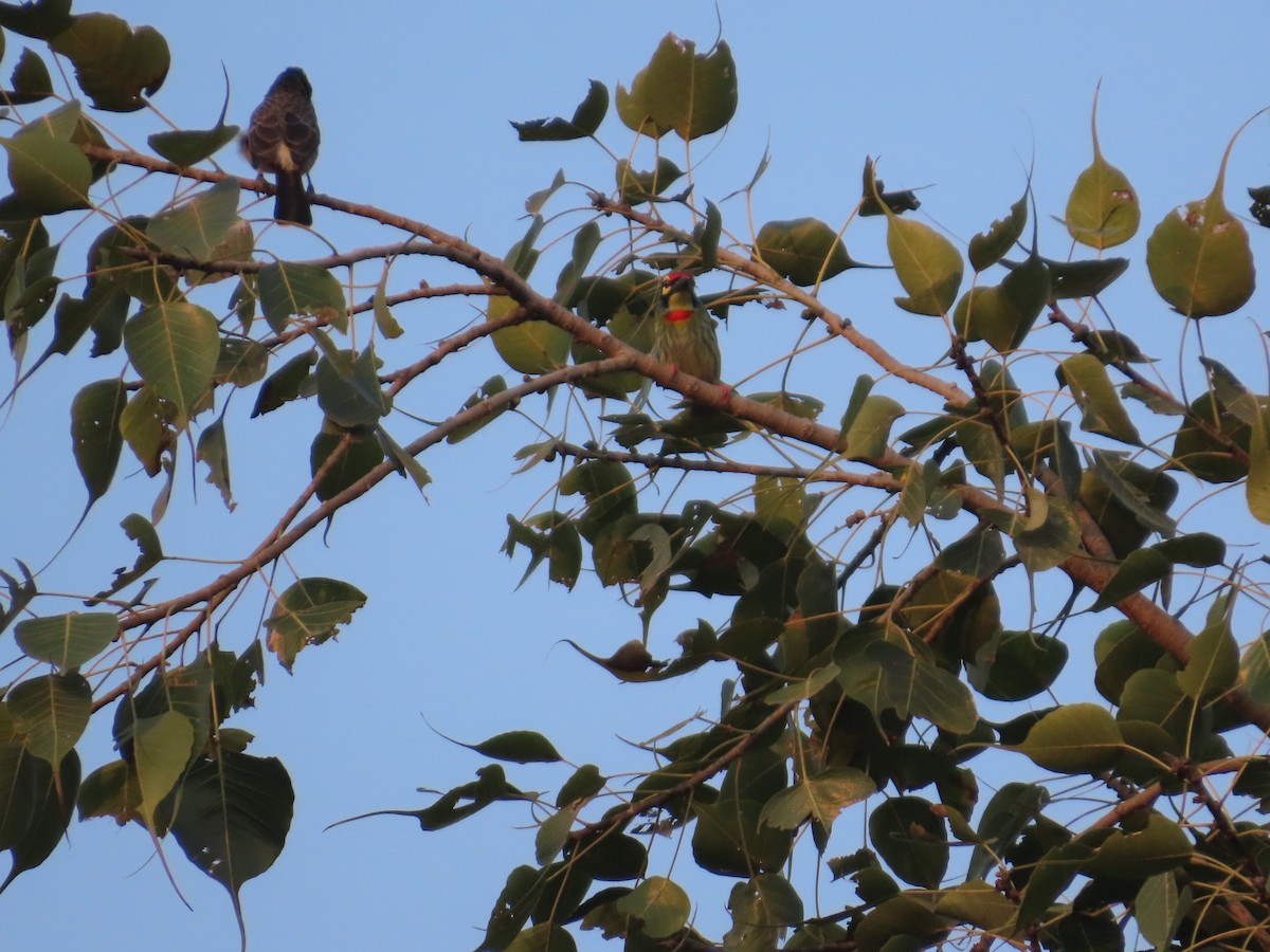 Coppersmith Barbet - ML646035440