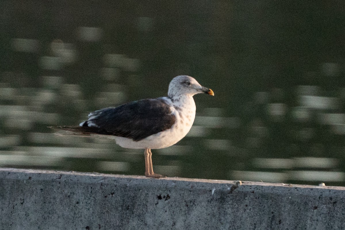 Zafferano - ML646035446