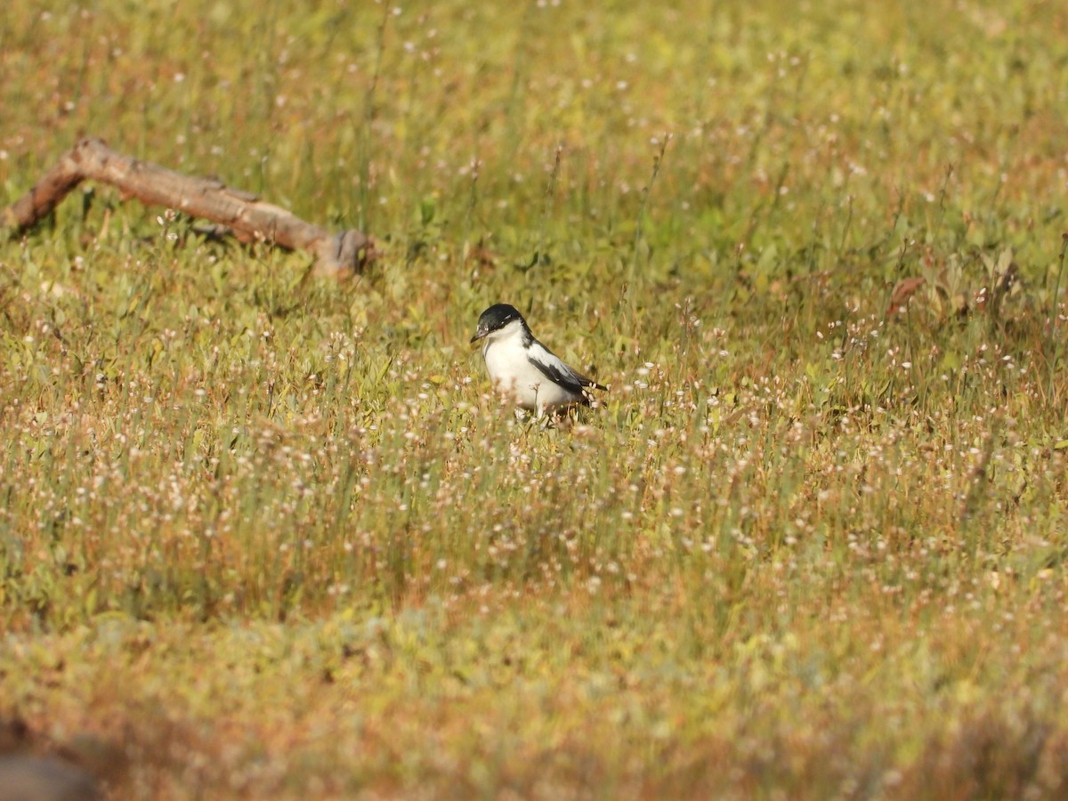 Échenilleur tricolore - ML646035447