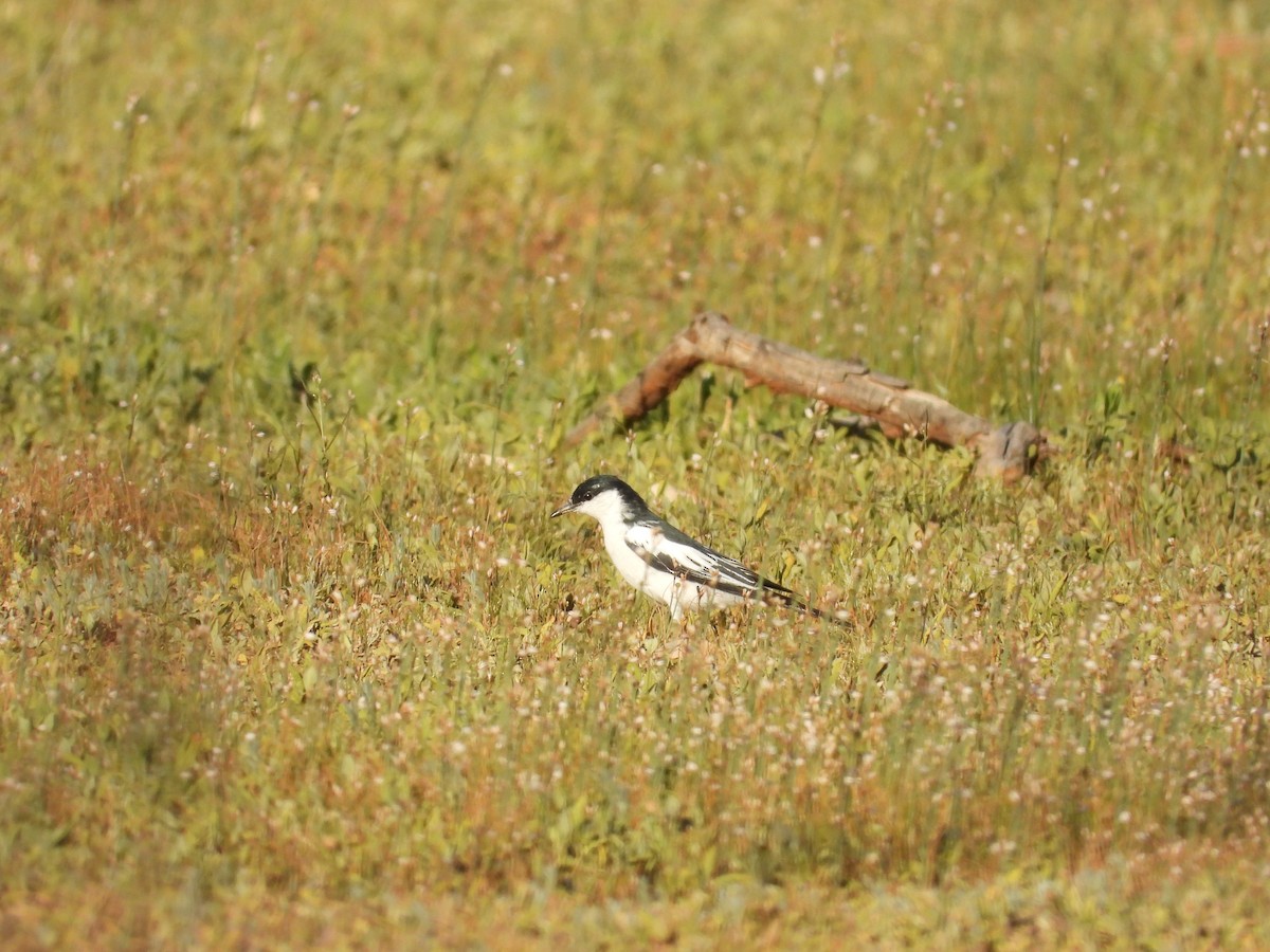 Échenilleur tricolore - ML646035452