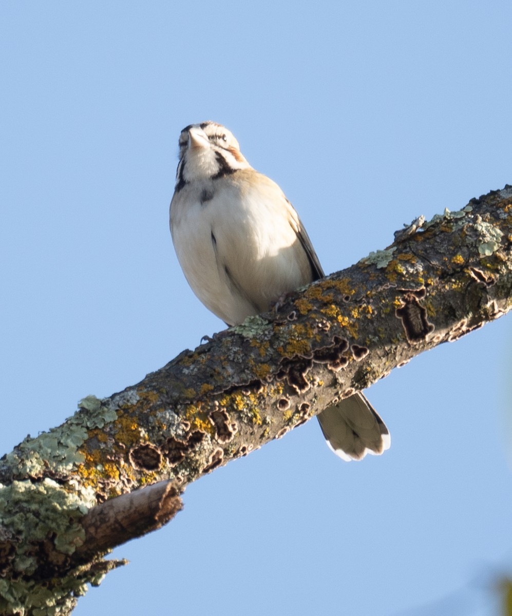 Bruant à joues marron - ML646035455