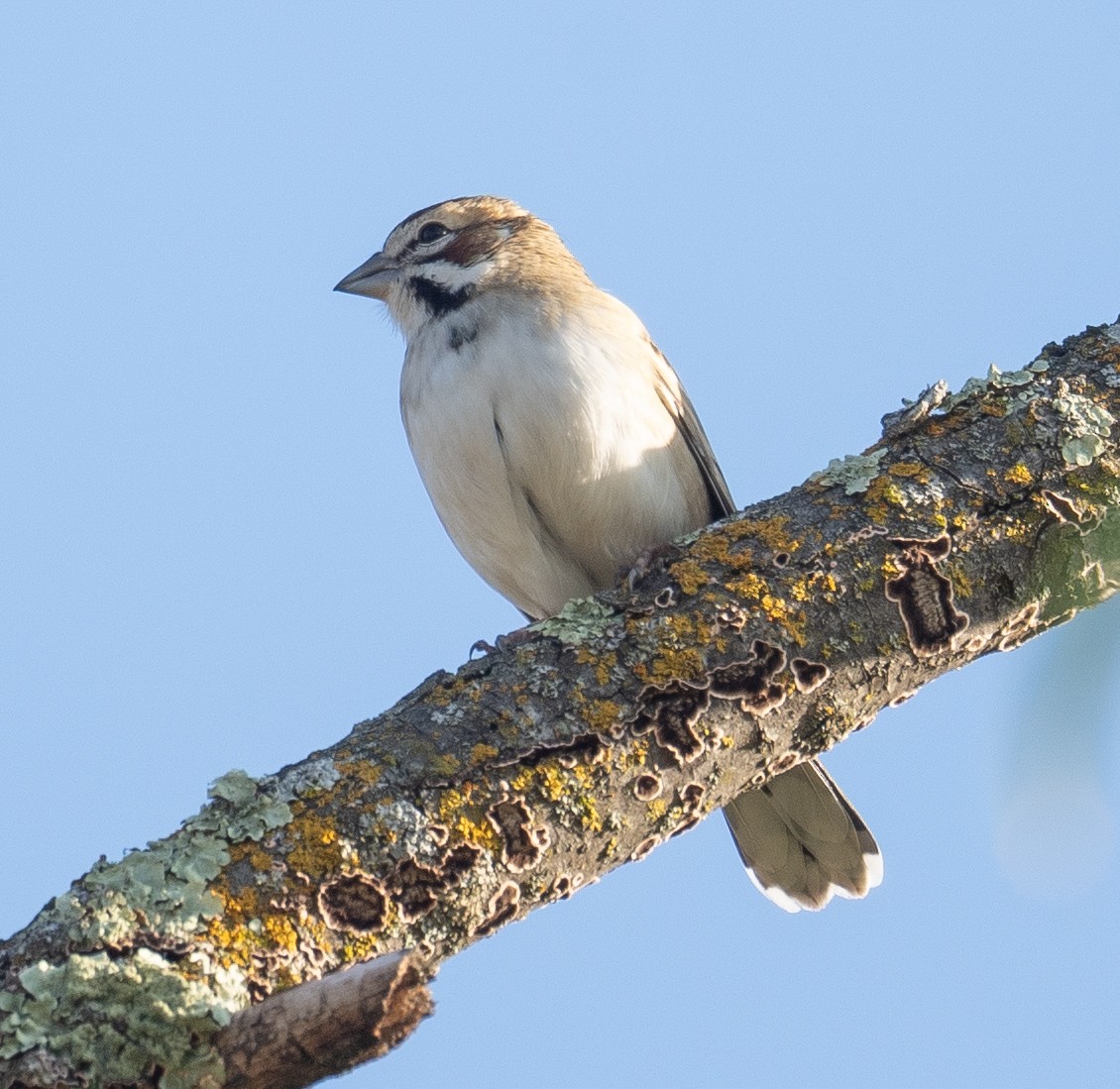 Bruant à joues marron - ML646035456