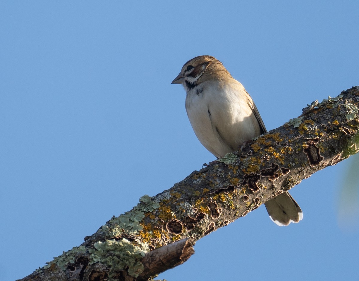 Bruant à joues marron - ML646035457