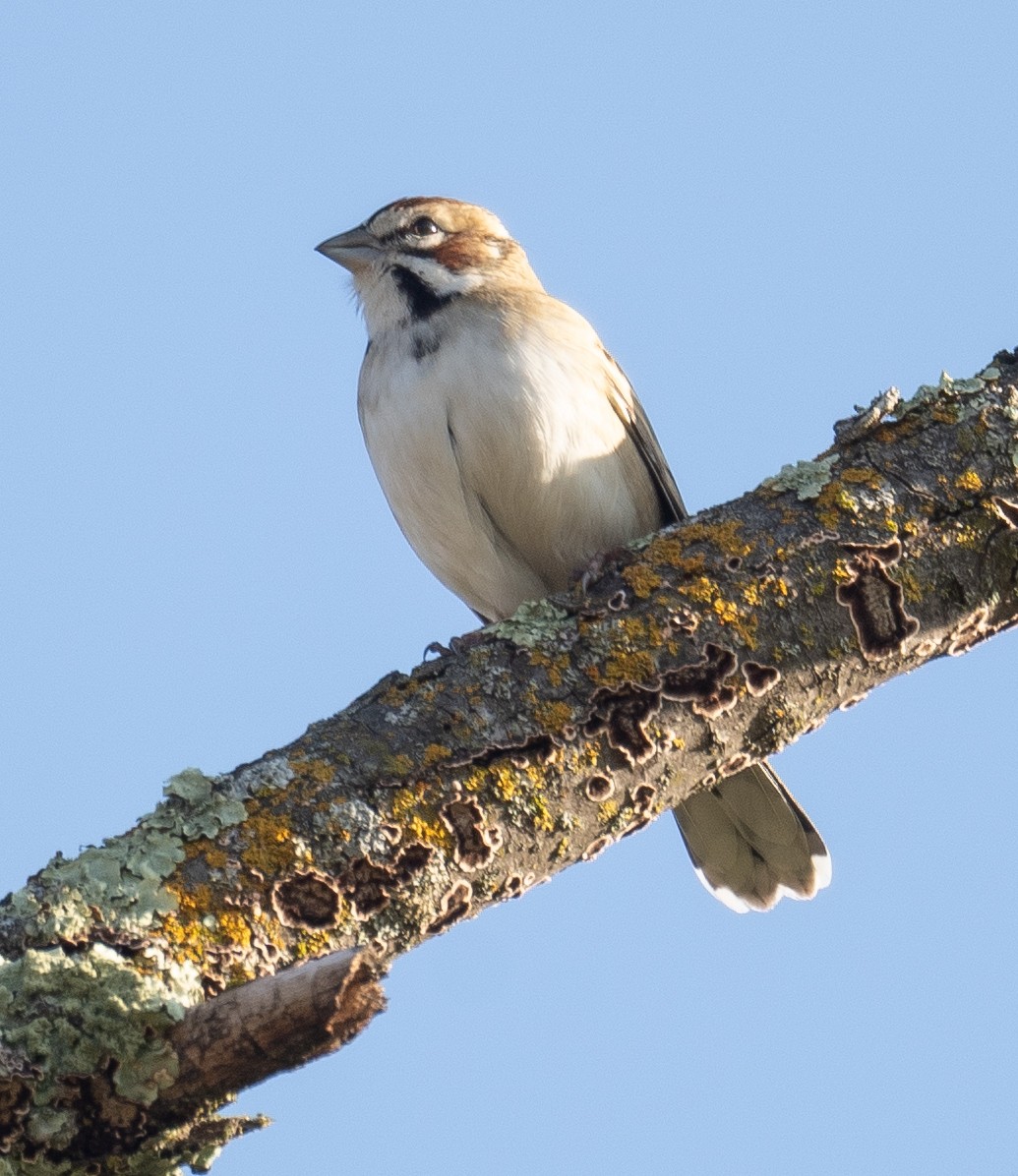 Bruant à joues marron - ML646035458