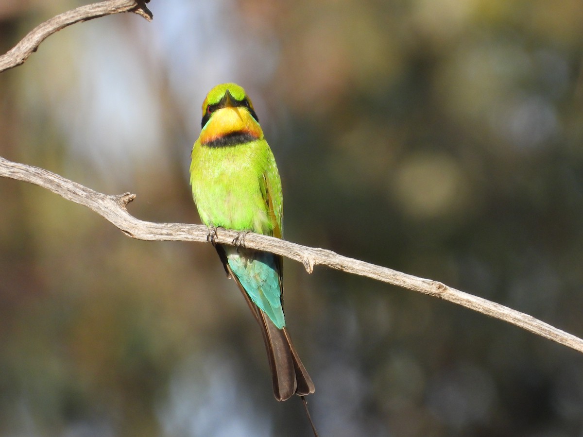 Guêpier arc-en-ciel - ML646035459