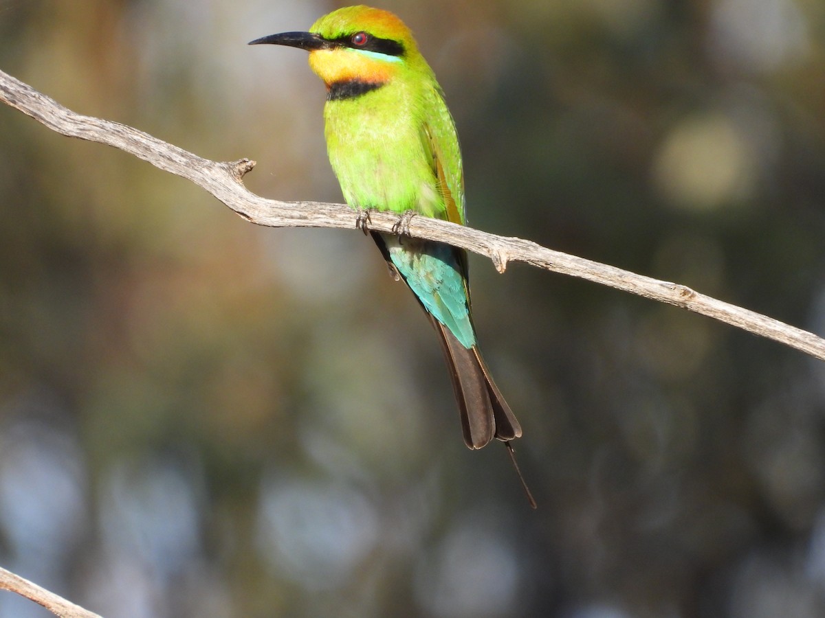 Guêpier arc-en-ciel - ML646035460