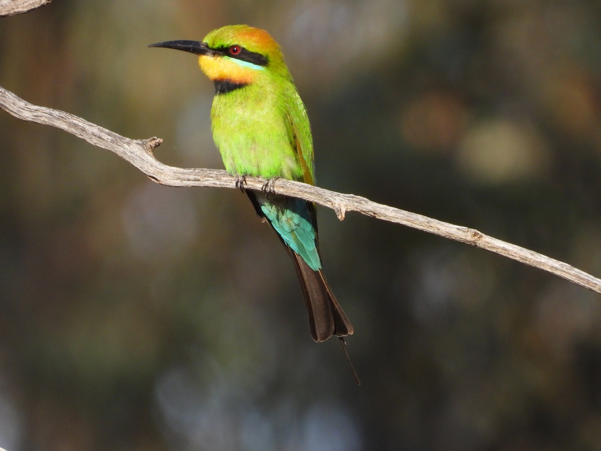 Guêpier arc-en-ciel - ML646035461
