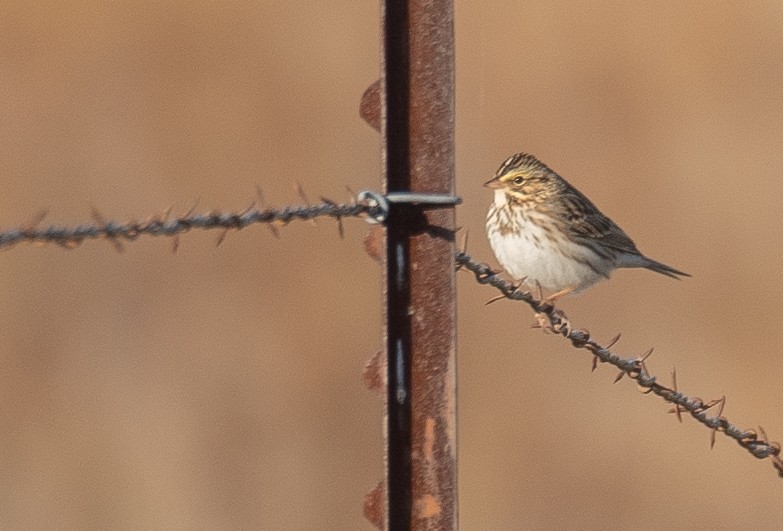 Bruant des prés - ML646035462