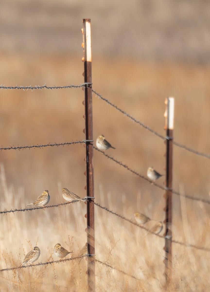 Bruant des prés - ML646035463