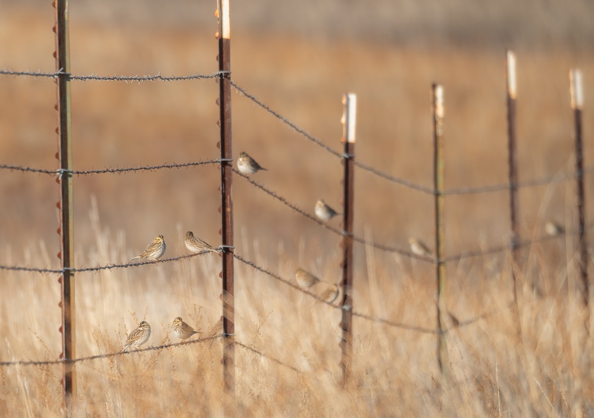 Bruant des prés - ML646035464