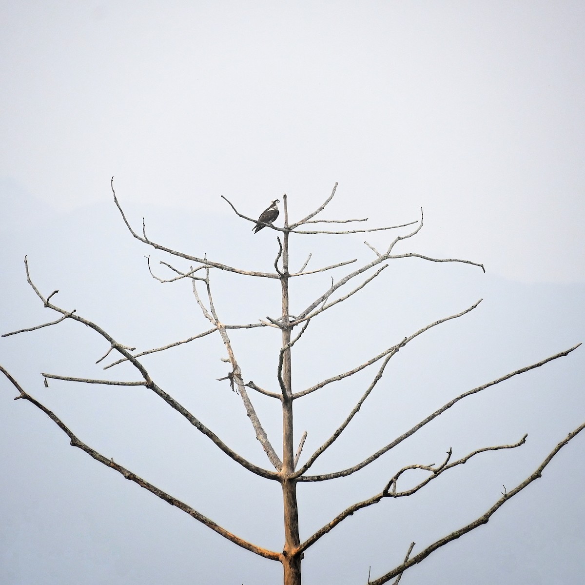 Balbuzard pêcheur - ML646035465