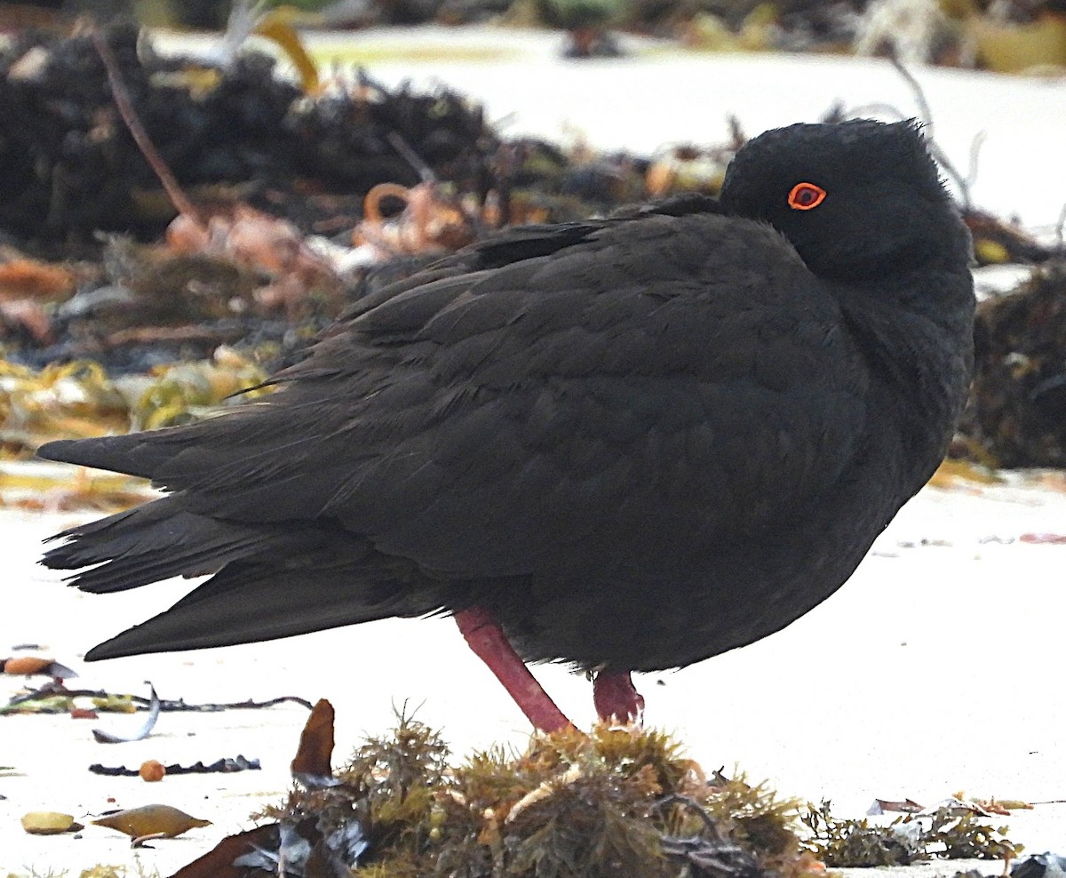 Huîtrier fuligineux - ML646035466