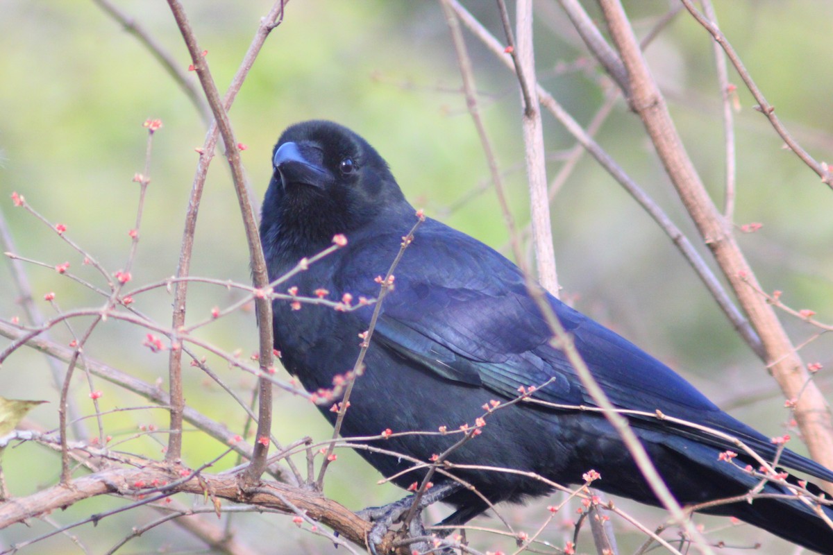 Corbeau à gros bec - ML646035468