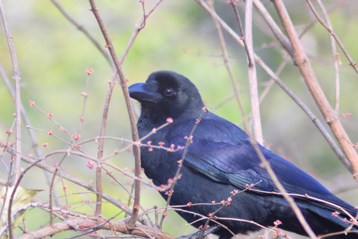 Corbeau à gros bec - ML646035469