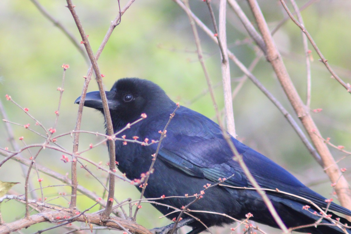 Corbeau à gros bec - ML646035470