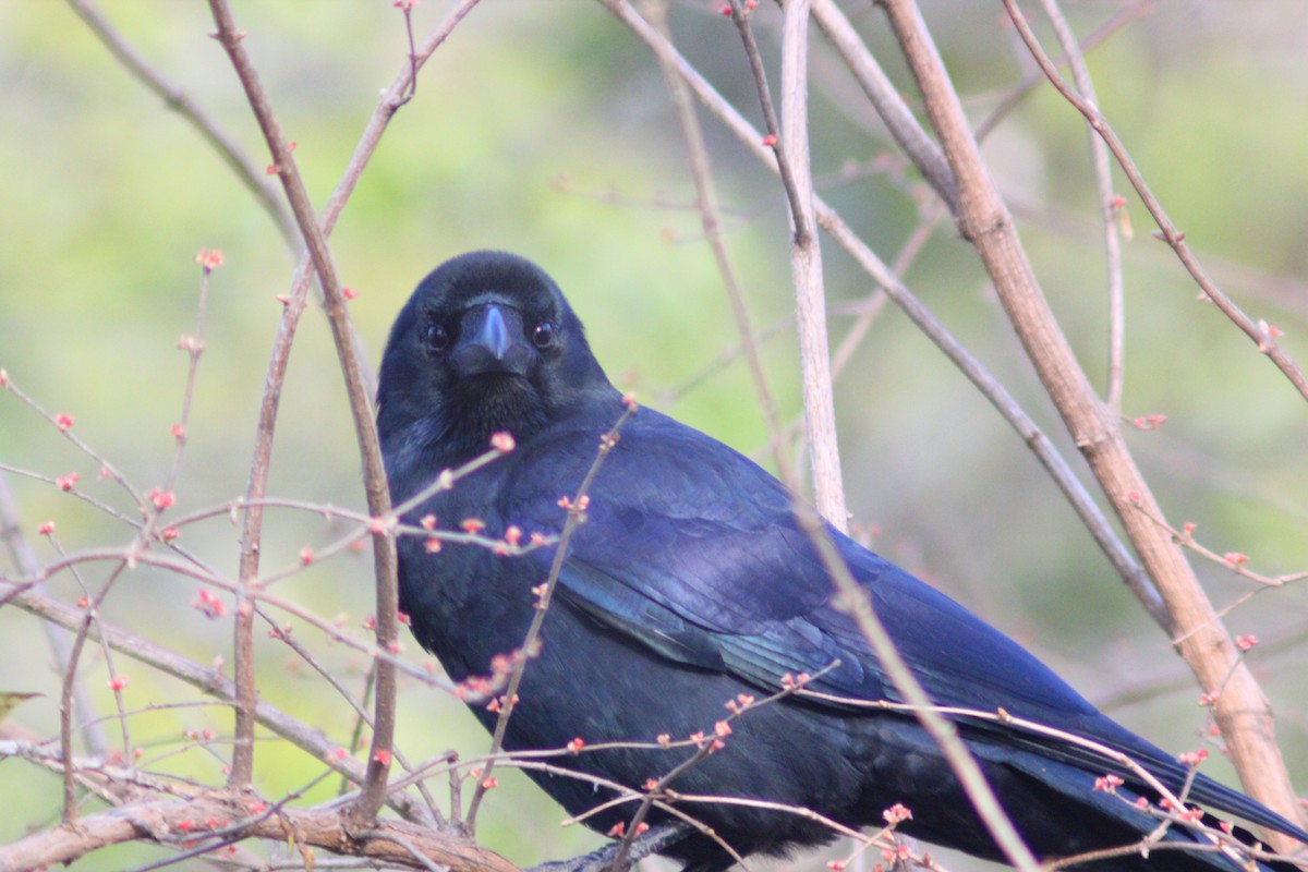Corbeau à gros bec - ML646035471
