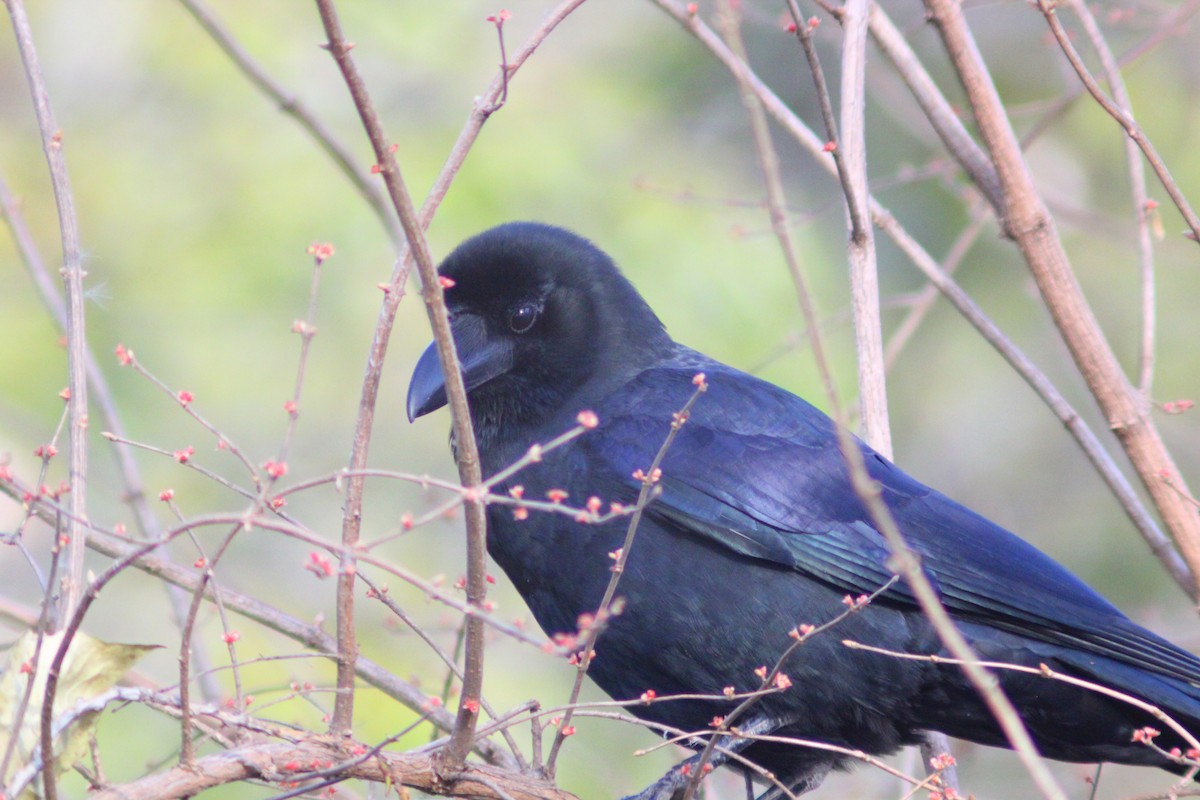 Corbeau à gros bec - ML646035472